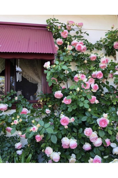Троянда плетиста Пєр на перголі в саду